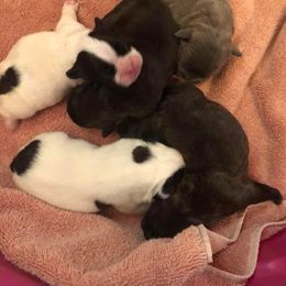 French Bulldog Puppies from JoAnn Kautsky