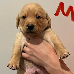 Boy 4 - male Labrador Retriever puppy in Stokesdale, North Carolina from Belews Creek Gundogs
