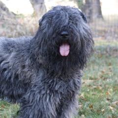 Bouvier des Flandres from Windswept Bouviers