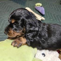 Mister - Black and tan male Dachshund puppy in Troy, Illinois from Walkers Weiners