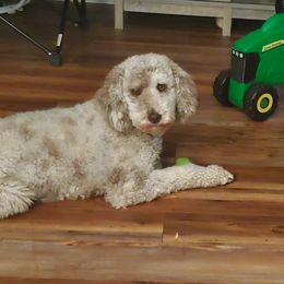 Aussiedoodles and Goldendoodles from Law Doodles of SC
