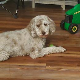 Aussiedoodles and Goldendoodles from Law Doodles of SC