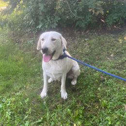 Loretta - Labrador Retriever