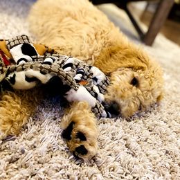 Labradoodle Puppies from Blackberry Hill Doodles