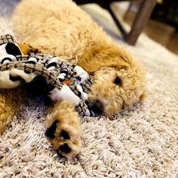 Labradoodle Puppies from Blackberry Hill Doodles