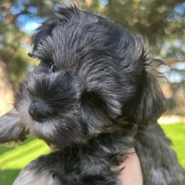 Remi - Salt and pepper male Miniature Schnauzer puppy in Canyon Lake, Texas from Chambers Schnauzers