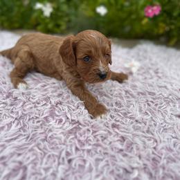 Cash - Red male Cavapoo puppy in Thorndale, Texas from Hattie’s Texas Cavapoos