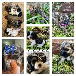 Shorkie All Grown Up from Roover's Oklahoma Shorkies