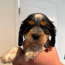 Girl 3 - Black white and tan female English Springer Spaniel puppy in Fort Meade, Florida from Lake in the Hills Springers