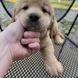 Golden Retriever Puppies from Renko Kennel