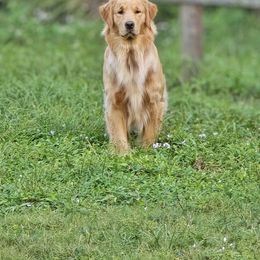 Luna - Golden Retriever