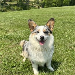 Mongo - Blue male Pembroke Welsh Corgi puppy in Olive Hill, Kentucky from Tompkins Farm