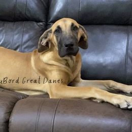 Aurora - Fawn Great Dane puppy in Brandon Township, Michigan from DuBord Great Danes