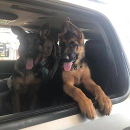 German Shepherd Puppies from Semper Fi K9 Montana