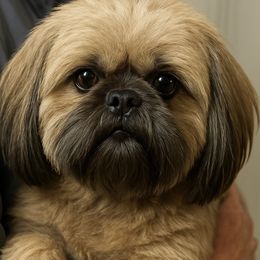 Dexter - Shih Tzu