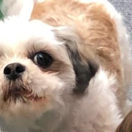 Shih Tzus from D & W Shih Tzu Breeding