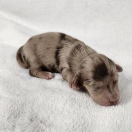 Todd - Dapple male Dachshund puppy in Anaconda, Montana from Williams Family Dachshunds