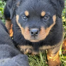 1st pick male - Black and mahogany male Rottweiler puppy in Burlington, Kentucky from vom Blaurasen Rottweilers