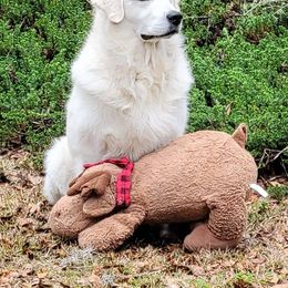 Golden Retrievers from Camp Rezy