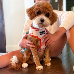 Mila - Cockapoo