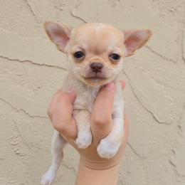 Choc fawn girl - Chocolate sabled fawn female Chihuahua puppy in Vineland, New Jersey from Royal Companion's