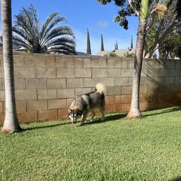 Kono - Siberian Husky