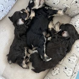 Miniature Schnauzer Puppies from Mountain Point Schnauzers