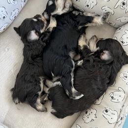 Miniature Schnauzer Puppies from Mountain Point Schnauzers