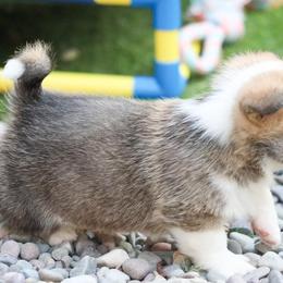 Skipper - Red male Pembroke Welsh Corgi puppy in Plains, Montana from Diamond Corgis