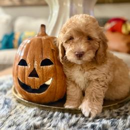 Blue Collar Boy - Apricot male Goldendoodle puppy in San Augustine, Texas from Vintage Doodles