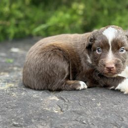 RTF - Red tri female Miniature Australian Shepherd puppy in Natural Dam, Arkansas from Natural State Aussies