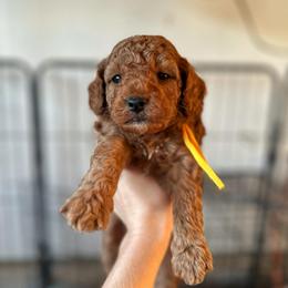 Yellow Collar Boy - Red  male Poodle puppy in Charlotte, North Carolina from Bruno & Co. Puppies
