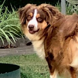 Miniature Australian Shepherds and Toy Australian Shepherds from Tonia Johnson's Toy and Miniature Australian Shepherds