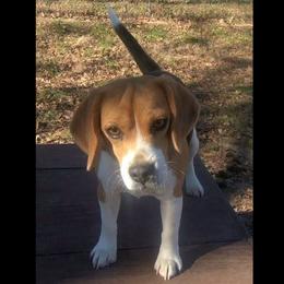 Bobo - Beagle