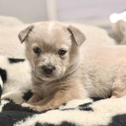 Yorkshire - Red speckled male Australian Cattle Dog puppy in Pierpont, Ohio from Spotted Ewe ACDs