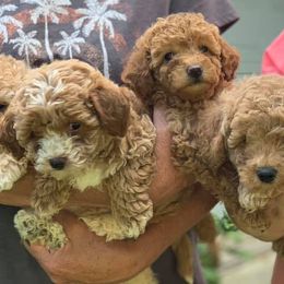 Goldendoodles from Precious Doodles