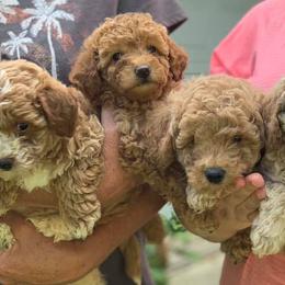 Goldendoodles from Precious Doodles