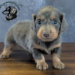 Casper - Gray (blue) and tan male Dachshund puppy in Fultonville, New York from Sandy Aussies, Mini Dachshunds & Pomeranians