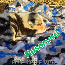 Twix - Blue merle female Australian Shepherd puppy in Abilene, Texas from S&K Aussies N' Rotties