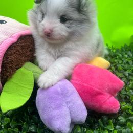 Girl 1 - Blue merle female Pomeranian puppy in Brentwood, California from Royalpawpoms