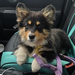 Koa - Pembroke Welsh Corgi