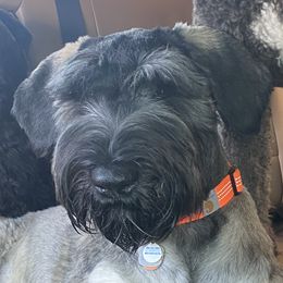 Baron - Giant Schnauzer