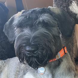 Baron - Giant Schnauzer