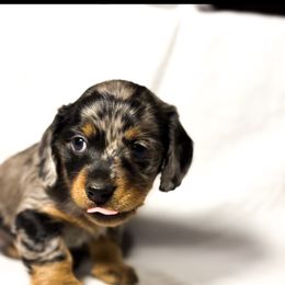Dachshund Puppies from Lucky B Dachshund’s