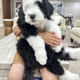Bernedoodle, Goldendoodle, and Sheepadoodle Puppies from High Desert Doodles