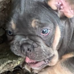 French Bulldogs from Josh Hansen