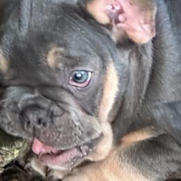 French Bulldogs from Josh Hansen