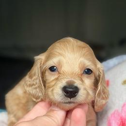 Sully(SPECIAL BOY) please read - Cream male Dachshund puppy in Hornbeck, Louisiana from A&Z Mini Dachshunds