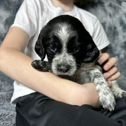 Kitty - Black and white female English Springer Spaniel puppy in Battle Creek, Michigan from Eden Springer Spaniels