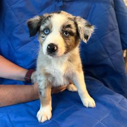 Calypso - Blue merle female Australian Shepherd puppy in Monroe, North Carolina from Meekey Family Aussies